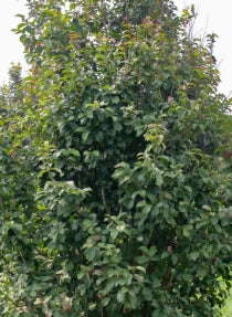 Parrotia persica 'JL Columnar' PP24951 (BBP)