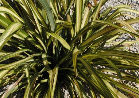 Phormium tenax 'Duet'