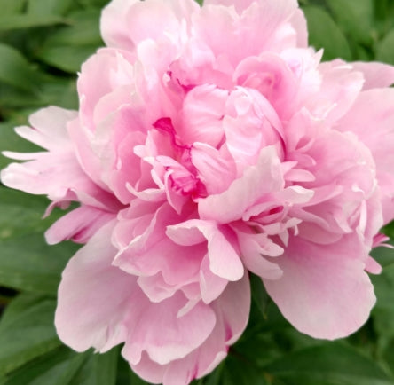 Paeonia x 'Dr. Alexander Fleming' (pink)