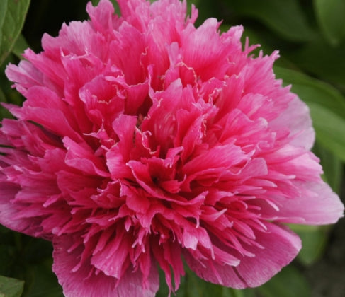 Paeonia off. 'Rosea Plena' (pink)