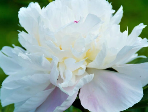 Paeonia off. 'Alba Plena' (white)