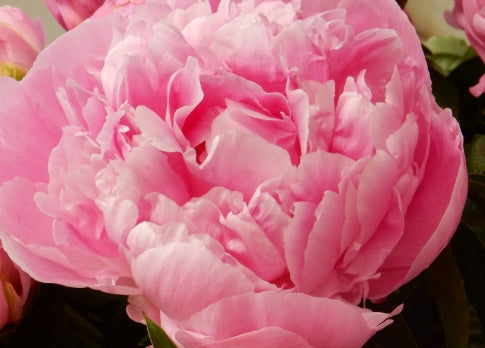 Paeonia lact.'Jacorma' (double pink)