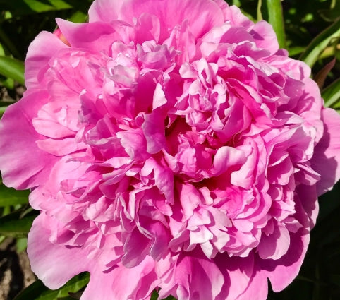 Paeonia lact. ‘Sebastian Maas’ (pink, fragrant)