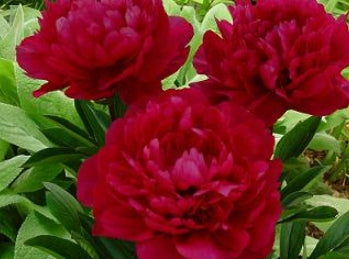 Paeonia lact. ‘Red Magic’ (double red)