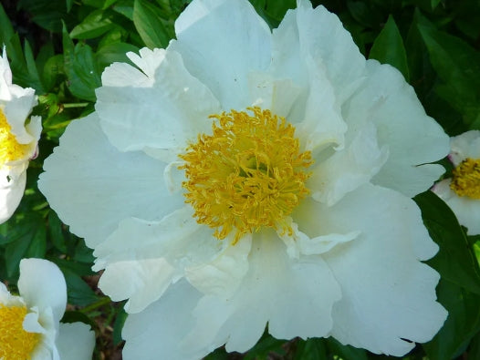 Paeonia lact. 'White Wings' (white)