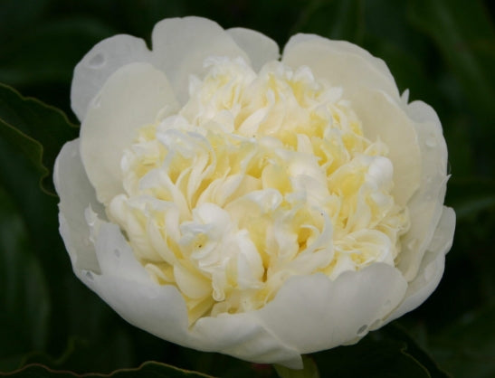 Paeonia lact. 'White Sands' (white & fragrant)