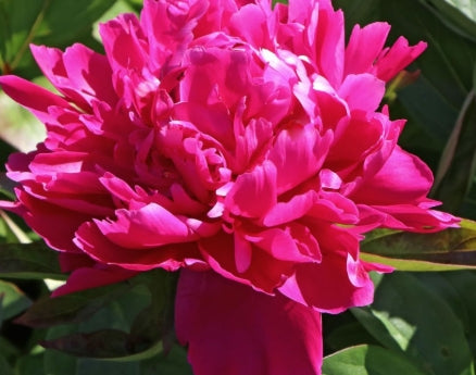 Paeonia lact. 'Victoire de la Marne' (purple/red)