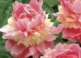 Paeonia lact. 'Sorbet' (pink/white)