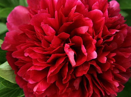 Paeonia lact. 'Red Double' (double red)