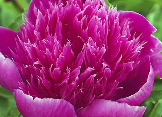 Paeonia lact. 'Purple Spider'