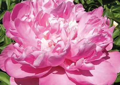 Paeonia lact. 'Pink Cameo' (pink)