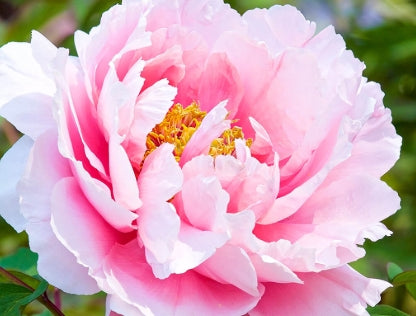 Paeonia lact. 'Morning Kiss' (pink)
