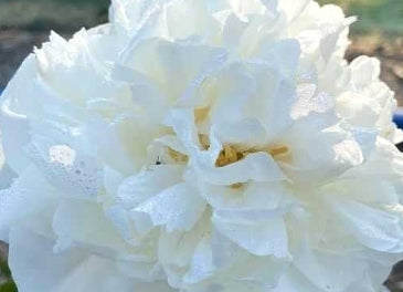 Paeonia lact. 'Mistress' (white)