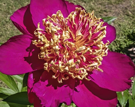 Paeonia lact. 'Mikado' (red)