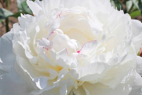 Paeonia lact. 'Mary E Nicholls' (double white)