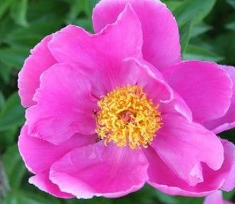 Paeonia lact. 'Little Medicine Man' (pink)