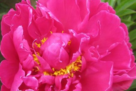 Paeonia lact. 'L'Eclatante' (red)