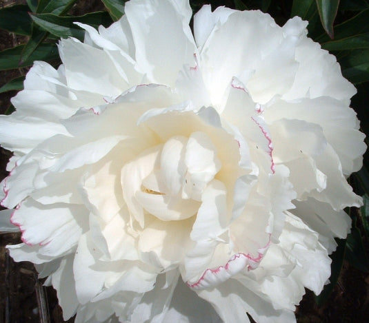Paeonia lact. 'Kelway's Glorious' (double white)