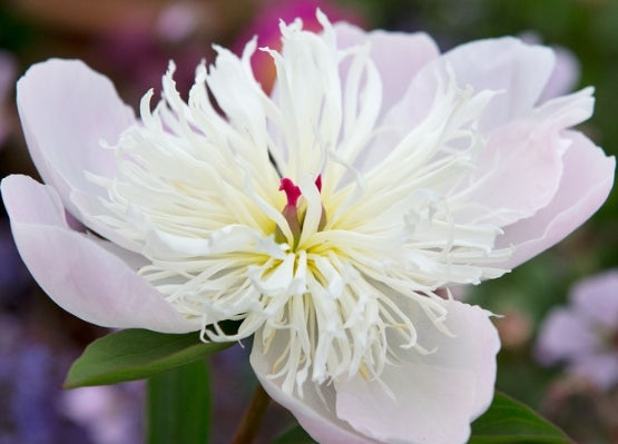 Paeonia lact. 'Immaculee' (white)