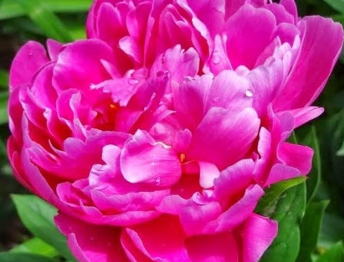 Paeonia lact. 'Jadwigar' (pink)