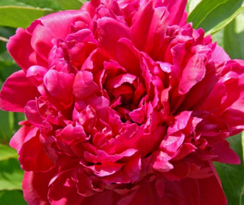 Paeonia lact. 'Grover Cleveland' (double red)