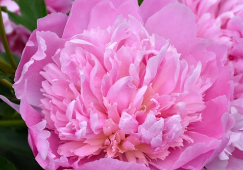 Paeonia lact. 'Heidi' (pink)