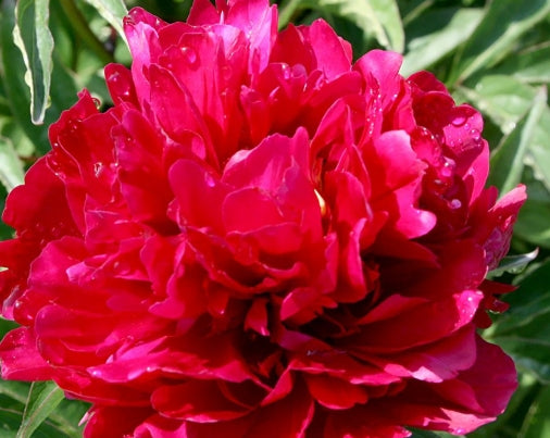 Paeonia lact. 'General McMahon' (red)
