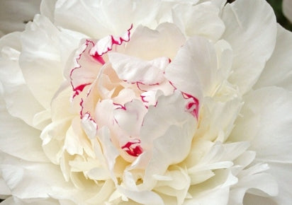Paeonia lact. 'Festiva Maxima' (white/fragrant)