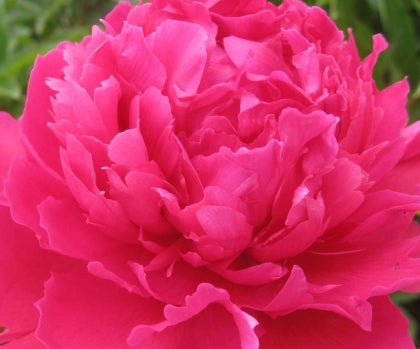 Paeonia lact. 'Felix Supreme' (double red)