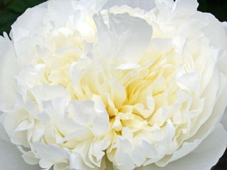 Paeonia lact. 'Duchesse de Nemours' (white)