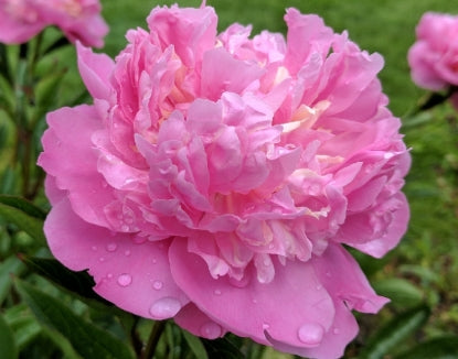 Paeonia lact. 'Edulis Superba' (rose pink)