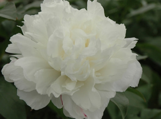 Paeonia lact. 'Double White' (white)