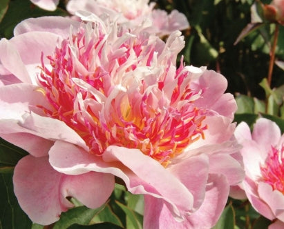 Paeonia lact. 'Do Tell' (pink)