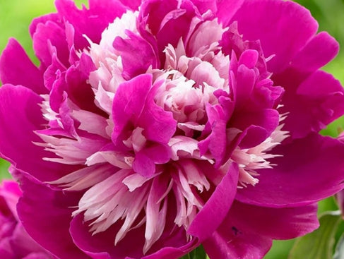 Paeonia lact. 'Celebrity' (pink/white)