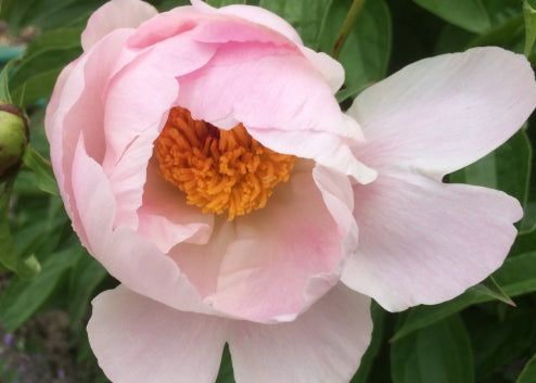 Paeonia x 'Sea Shell' (pink)