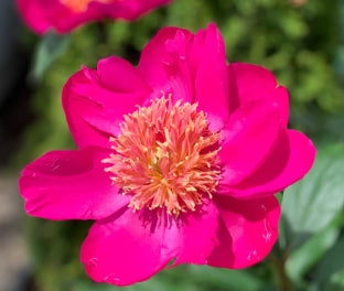 Paeonia x 'Leslie Peck' (pink)