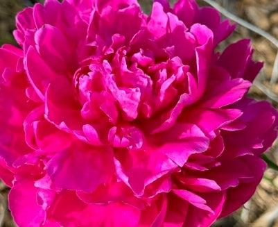 Paeonia lact. 'Bunker Hill' (double rose red)