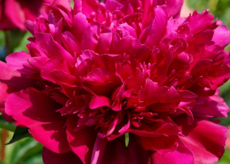 Paeonia lact. 'Best Man' (double magenta)