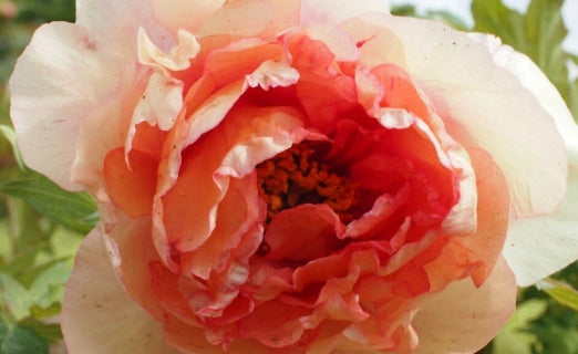 Paeonia 'Pacifica' (soft pink)