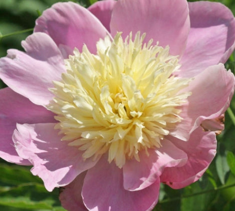 Paeonia 'Lauren' (light pink)