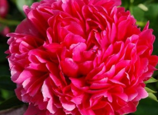 Paeonia 'Mary Jo Legare' (deep pink)