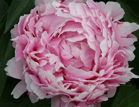 Paeonia 'Lady Alexander Duff' (white/pink, double)
