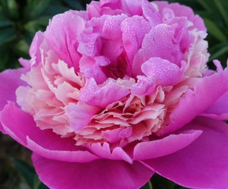 Paeonia lact. 'Anima' (pink)