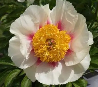 Paeonia lact. 'Athena' (apricot/lilac)