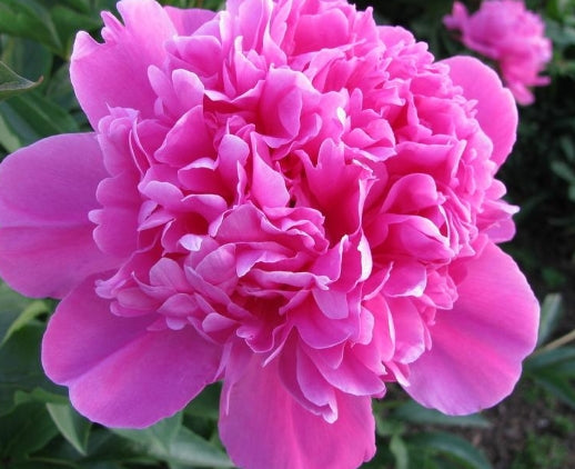 Paeonia lact. 'Amabillis' (pink)