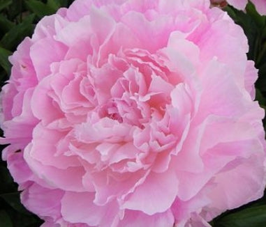 Paeonia 'Tourangelle' (pink)