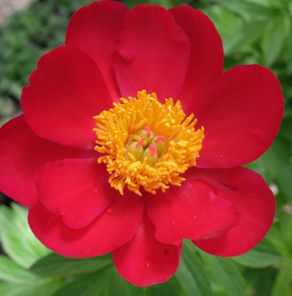 Paeonia 'Scarlet O'Hara' (red)