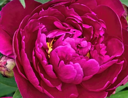 Paeonia 'Shawnee Chief' (red)