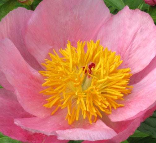 Paeonia 'Roselette' (pink)