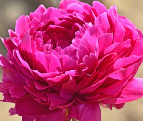 Paeonia 'Rosabel' (red)